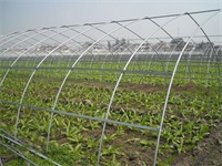 蔬（shū）菜大棚17